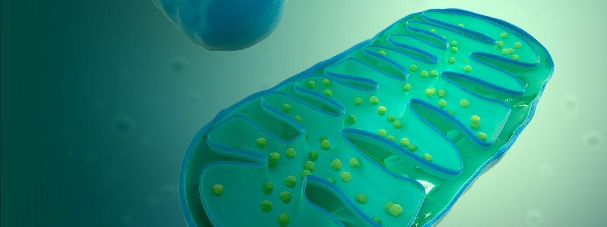 Energietekort en mitochondriale disfunctie
