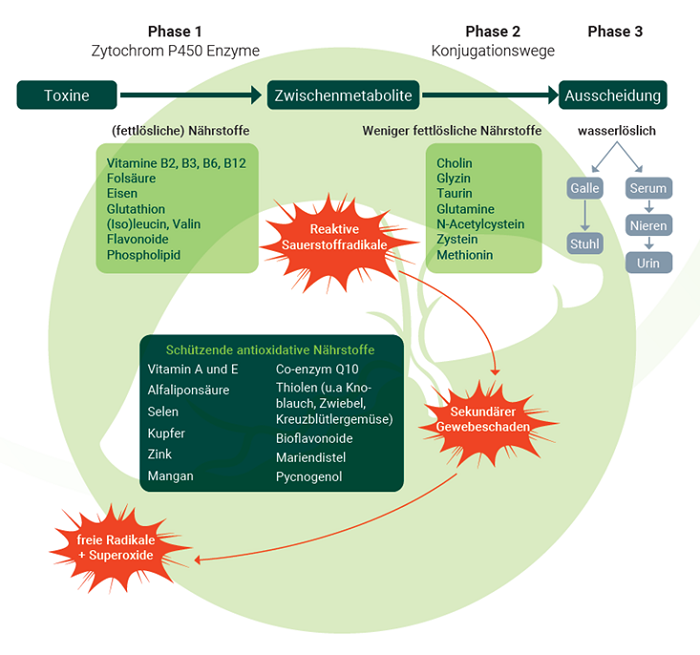 Abbildung 2. Die Leberentgiftung