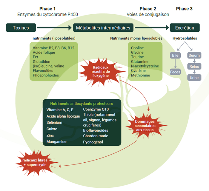 La détoxification du foie