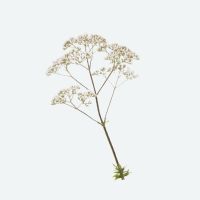 Valeriana officinalis