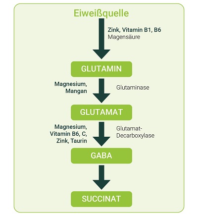 GABA-Pfad