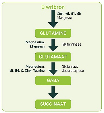 GABA-pathway