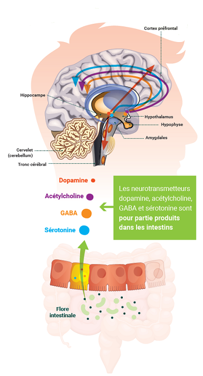 Neurotransmetteurs