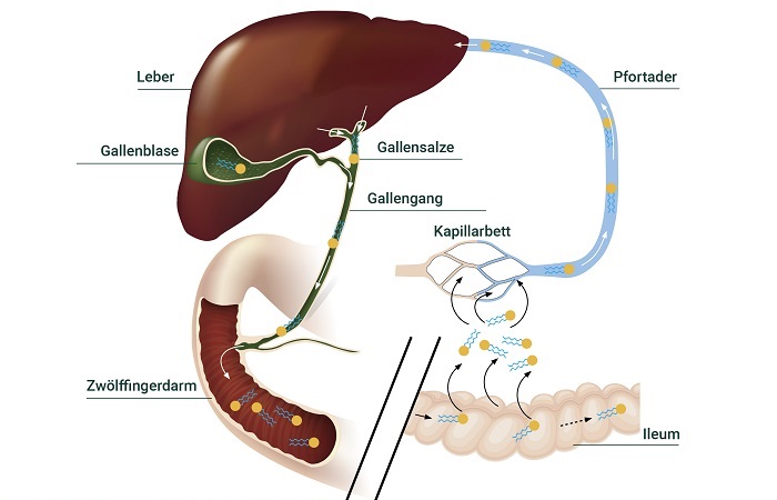 Enterohepatische Kreislauf