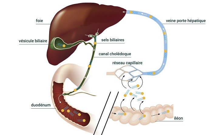 Cycle entéro-hépatique