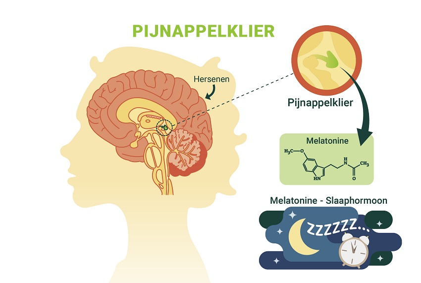 pijnappelklier
