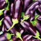 aubergine