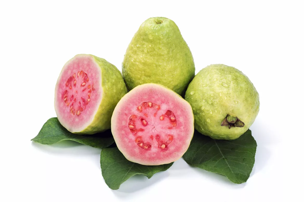 Guava