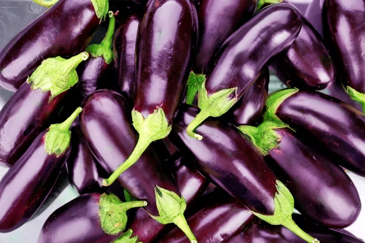 aubergine