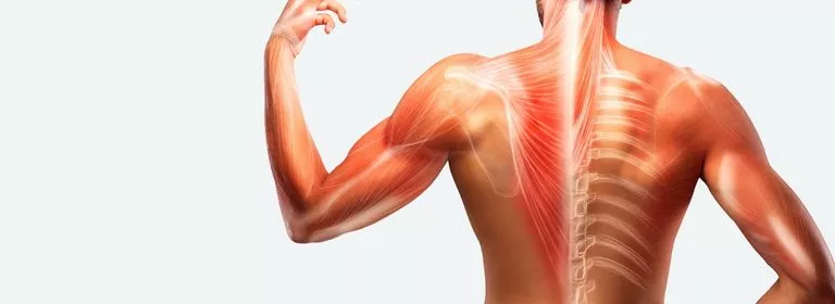 Articulations ; os et muscles 