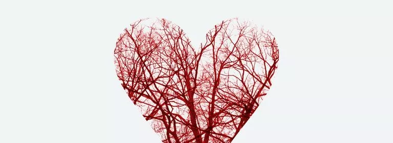 Cœur et vaisseaux sanguins