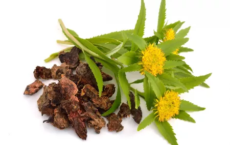 Rhodiola rosea