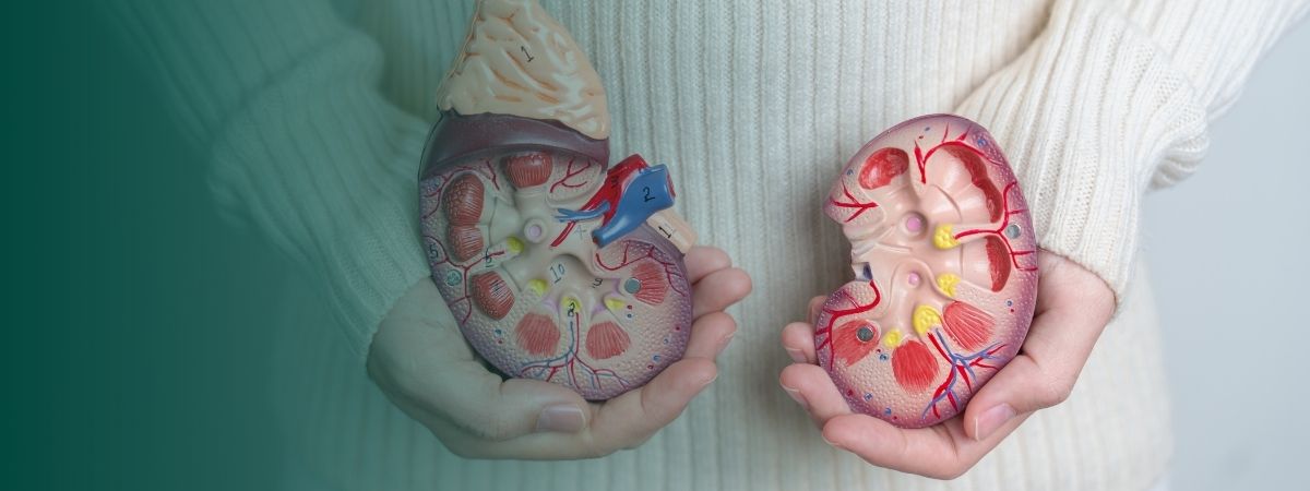 Remettre les surrénales au cœur de la santé fonctionnelle